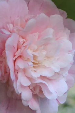 Thompsonii Camellia Japonica - 3 Gallon Pot -Lawn Starter Shop camellia japonica thompsonii 2