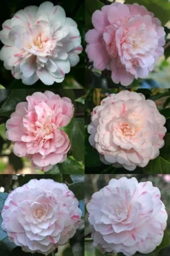 Thompsonii Camellia Japonica - 3 Gallon Pot -Lawn Starter Shop camellia japonica thompsonii 4