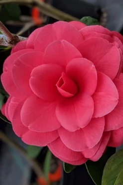 Tomorrow Camellia - 3 Gallon Pot -Lawn Starter Shop camellia japonica tomorrow 2
