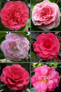 Tomorrow Camellia - 3 Gallon Pot -Lawn Starter Shop camellia japonica tomorrow 3
