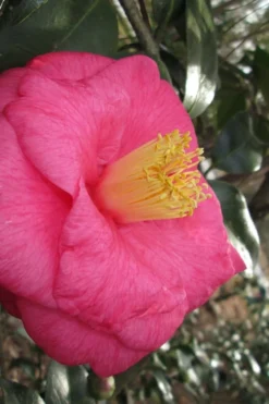 Lady Clare Camellia Japonica - 3 Gallon Pot -Lawn Starter Shop camellia lady clare 1