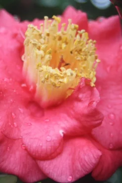 Lady Clare Camellia Japonica - 3 Gallon Pot -Lawn Starter Shop camellia lady clare 2