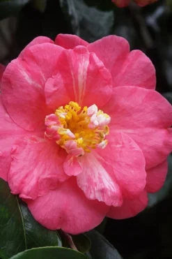 Lady Clare Camellia Japonica - 3 Gallon Pot -Lawn Starter Shop camellia lady clare 5