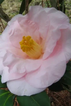 Moonlight Bay Camellia Japonica - 3 Gallon Pot -Lawn Starter Shop camellia moonlight bay 5