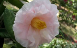 Moonlight Bay Camellia Japonica - 3 Gallon Pot -Lawn Starter Shop camellia moonlight bay 6