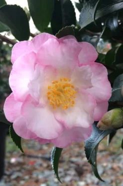 October Magic Orchid Camellia - 1 Gallon Pot