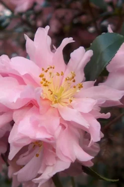 Pink Snow Camellia Sasanqua - 1 Gallon Pot