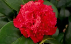 Professor Sargent Camellia Japonica - 6 Pack Of 1 Gallon Pots -Lawn Starter Shop camellia professor sargent bloom