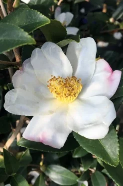 Survivor Cold Hardy White Camellia - 3 Gallon Pot -Lawn Starter Shop camellia sasanqua sweet october 3 1