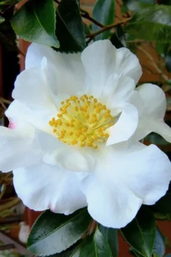 Setsugekka Fragrant Camellia Sasanqua - 7 Gallon Pot -Lawn Starter Shop camellia setsugekka 3