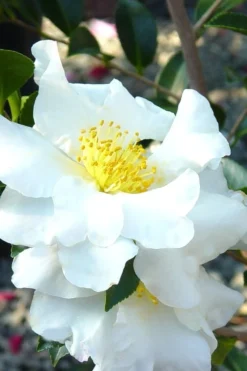 Setsugekka Fragrant Camellia Sasanqua - 1 Gallon Pot