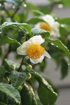 Small Leaf Tea Plant (Camellia Sinensis) - 3 Gallon Pot -Lawn Starter Shop camellia sinensis small leaf tea plant 21