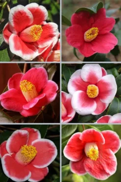 Tama No Ura Weeping Camellia Japonica - 1 Gallon Pot -Lawn Starter Shop camellia tama no ura sports 1