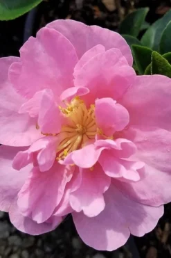 Taylors Perfection Pink Camellia Hybrid - 3 Gallon Pot -Lawn Starter Shop camellia taylors perfection 5