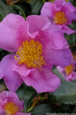 Winter's Star Cold Hardy Camellia - 3 Gallon Pot (SALE) -Lawn Starter Shop camellia winters star 100
