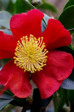 Yuletide Camellia Sasanqua - 1 Gallon Pot -Lawn Starter Shop camellia yuletide best