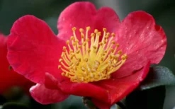 Yuletide Camellia Sasanqua - 1 Gallon Pot -Lawn Starter Shop camellia yuletide flower closeup