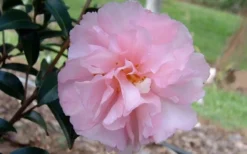 Cotton Candy Camellia Sasanqua - 3 Gallon Pot -Lawn Starter Shop camelliacottoncandy 1