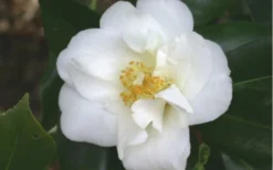 White Empress Camellia Japonica - 3 Gallon Pot -Lawn Starter Shop camelliawhiteempress