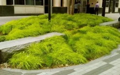 Evercolor 'Everillo' Carex - 5 Pack Of Quart Pots -Lawn Starter Shop carex everillo 20