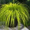 Evercolor 'Everillo' Carex - 5 Pack Of Quart Pots