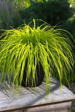 Evercolor 'Everillo' Carex - 5 Pack Of Quart Pots