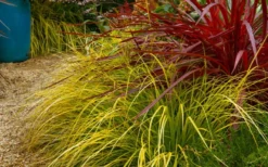 Evercolor 'Everillo' Carex - 5 Pack Of Quart Pots -Lawn Starter Shop carex everillo 23