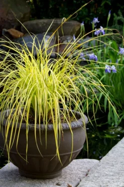 Evercolor 'Everillo' Carex - 5 Pack Of Quart Pots -Lawn Starter Shop carex everillo 24