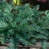 Creeping Japanese Plum Yew (Cephalotaxus Harringtonia 'Prostrata') - 1 Gallon Pot