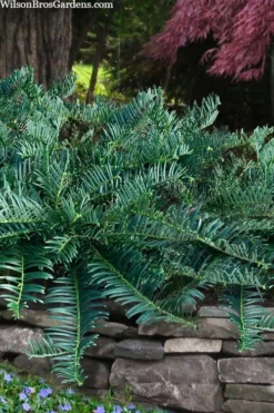 Creeping Japanese Plum Yew (Cephalotaxus Harringtonia 'Prostrata') - 7 Gallon Pot