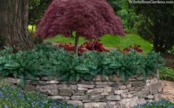 Creeping Japanese Plum Yew (Cephalotaxus Harringtonia 'Prostrata') - 1 Gallon Pot -Lawn Starter Shop cephalotaxus harringtonia prostrata creeping japanese yew 33 1