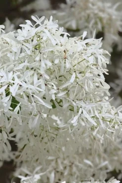 China Snow Chinese Fringe Tree (Chionanthus Retusus) - 7 Gallon Pot (6-7') -Lawn Starter Shop chionanthus retusus china snow chinese fringe tree 1