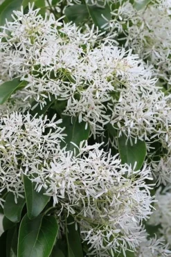 China Snow Chinese Fringe Tree (Chionanthus Retusus) - 7 Gallon Pot (6-7') -Lawn Starter Shop chionanthus retusus china snow chinese fringe tree 5
