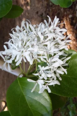 China Snow Chinese Fringe Tree (Chionanthus Retusus) - 7 Gallon Pot (6-7') -Lawn Starter Shop chionanthus retusus tokyo tower chinese fringe tree 4