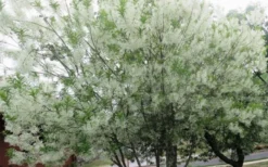 Grancy Graybeard - White Fringe Tree - 1 Gallon Pot -Lawn Starter Shop chionanthus virginicus grancy greybeard multi stem tree 4