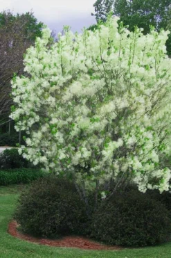 Grancy Graybeard - White Fringe Tree - 1 Gallon Pot -Lawn Starter Shop chionanthus virginicus grancy greybeard multi stem tree 5