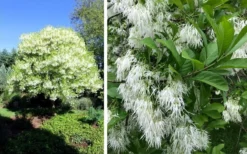 Grancy Graybeard - White Fringe Tree - 7 Gallon Pot (2-3') -Lawn Starter Shop chionanthus virginicus grancy greybeard single stem tree 1