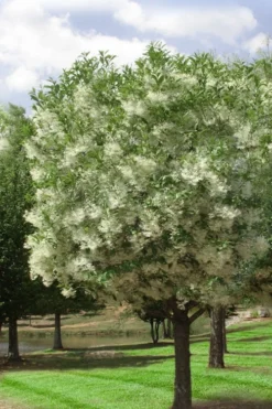 Grancy Graybeard - White Fringe Tree - 7 Gallon Pot (2-3') -Lawn Starter Shop chionanthus virginicus grancy greybeard single stem tree 2