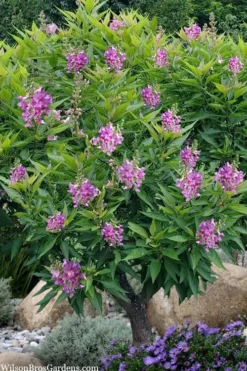 El Nino Desert Orchid (Chitalpa) - 3 Gallon Pot -Lawn Starter Shop chitalpa el nino desert orchid 10