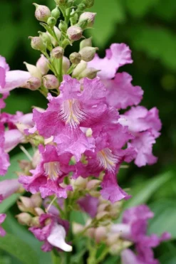 El Nino Desert Orchid (Chitalpa) - 3 Gallon Pot -Lawn Starter Shop chitalpa el nino desert orchid 2