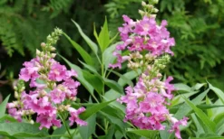 El Nino Desert Orchid (Chitalpa) - 3 Gallon Pot -Lawn Starter Shop chitalpa el nino desert orchid 3