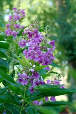 El Nino Desert Orchid (Chitalpa) - 3 Gallon Pot -Lawn Starter Shop chitalpa el nino desert orchid 6