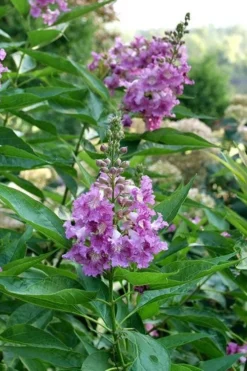 El Nino Desert Orchid (Chitalpa) - 3 Gallon Pot -Lawn Starter Shop chitalpa el nino desert orchid 8