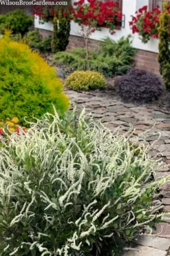 Summer Sparkler Summersweet (Clethra) - 1 Gallon Pot