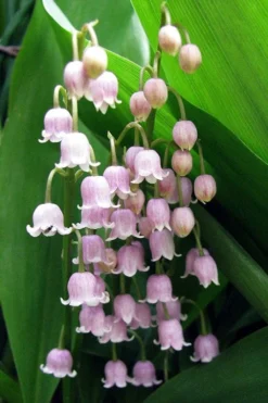 Pink Lily Of The Valley (Convallaria Majalis 'Rosea') - 1 Gallon Pot -Lawn Starter Shop convallaria majalis rosea pink lily of the valley 1