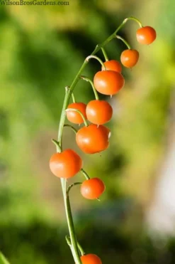 Pink Lily Of The Valley (Convallaria Majalis 'Rosea') - 1 Gallon Pot -Lawn Starter Shop convallaria majalis rosea pink lily of the valley 5