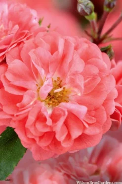 Coral Drift Groundcover Rose - 1 Gallon Pot -Lawn Starter Shop coral drift rose 101 1