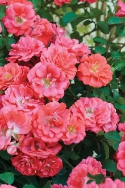 Coral Drift Groundcover Rose - 2 Gallon Pot -Lawn Starter Shop coral drift rose 102