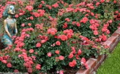 Coral Drift Groundcover Rose - 1 Gallon Pot -Lawn Starter Shop coral drift rose 104 1