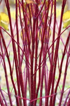 Red Osier Red Twig Dogwood (Cornus Sericea) - 3 Gallon Pot -Lawn Starter Shop cornus sericera red osier dogwood 1 2